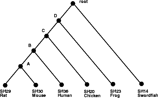 \begin{figure}\centerline{\psfig{file=Diagrams/phylo.ps,height=3in}}
\end{figure}